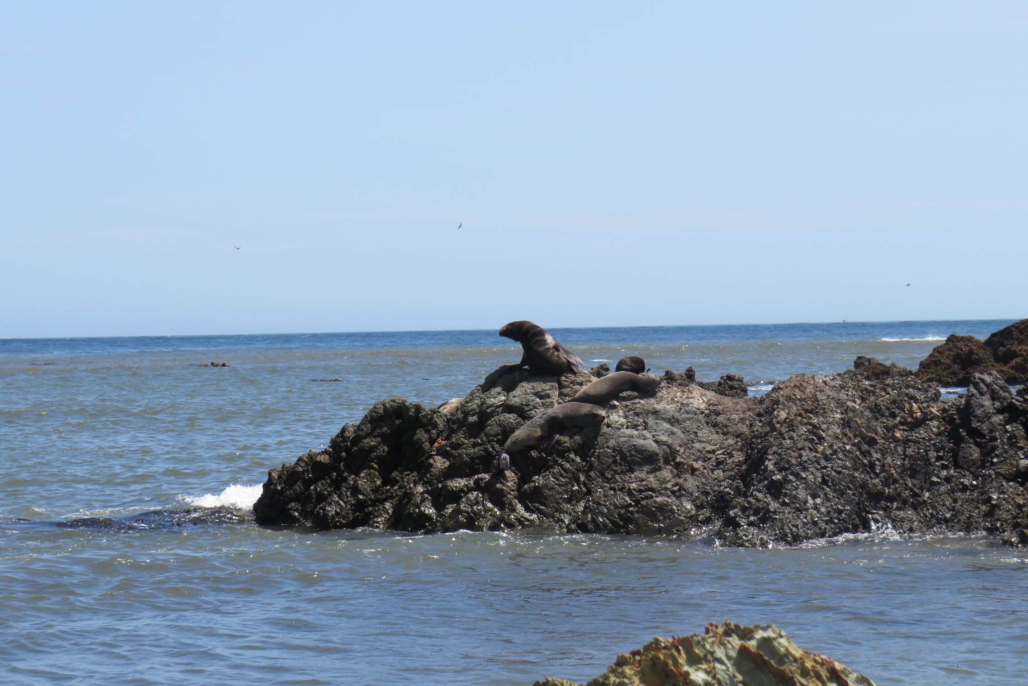 Reserva Nacional De San Fernando Aventuras Al Sur