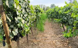 Tour de bodegas en Ica: qué incluye, duración y degustación